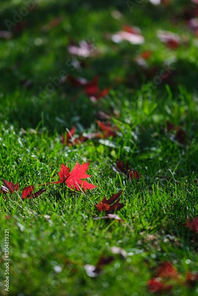 Obraz red autumn leaves