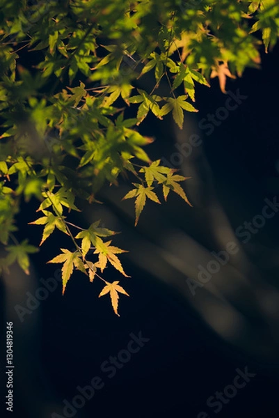 Obraz autumn leaves in the wind