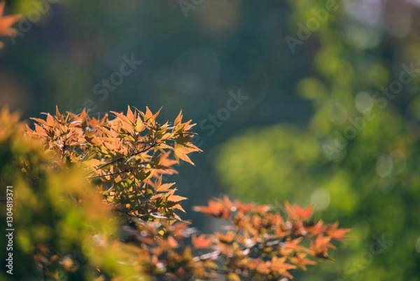 Obraz yellow autumn leaves