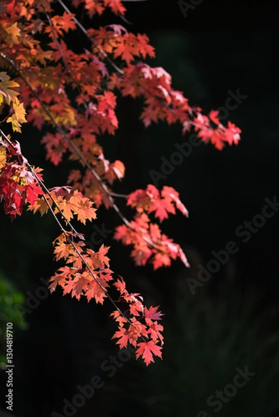 Obraz red maple leaves