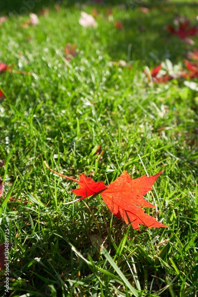 Fototapeta red maple leaf on green grass