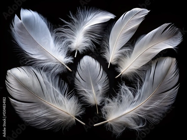 Fototapeta White Bird Feathers Isolated on Black Background - Elegant Nature Texture