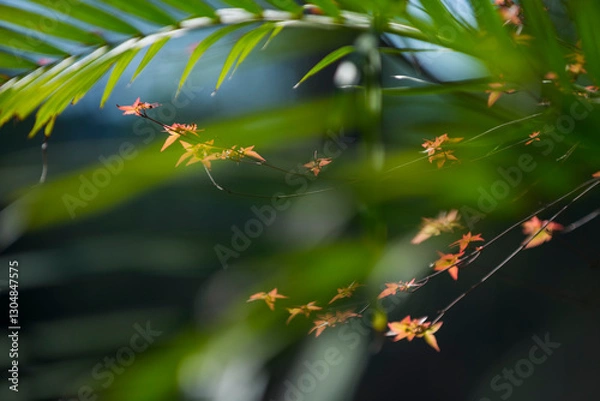 Fototapeta spider on a web