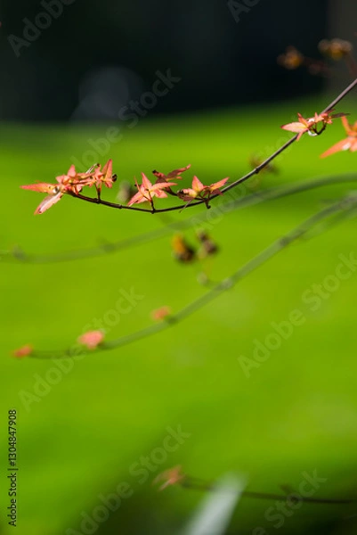 Fototapeta autumn leaves on a branch