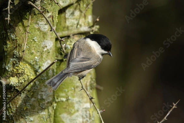 Obraz willow tit (Poecile montanus)