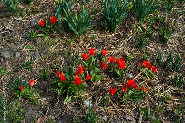 Obraz Red flowers at spring