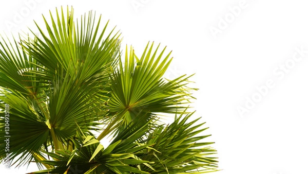 Obraz tropical palm leaf isolated on white background