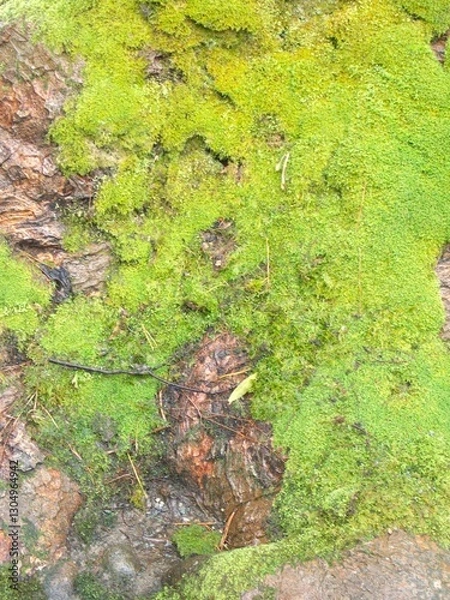 Fototapeta moss tree