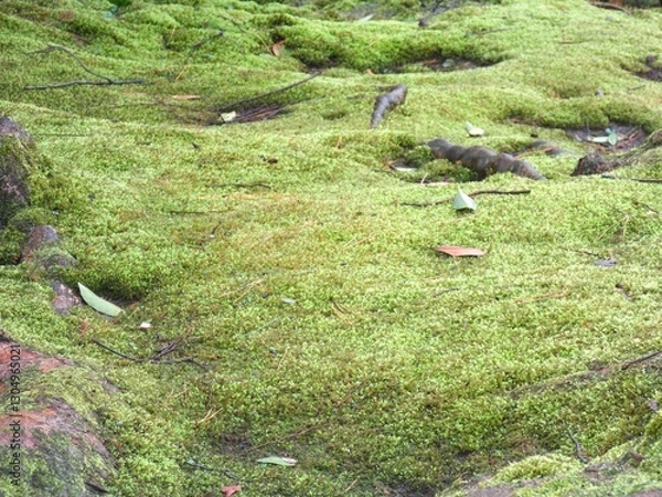Obraz moss ground