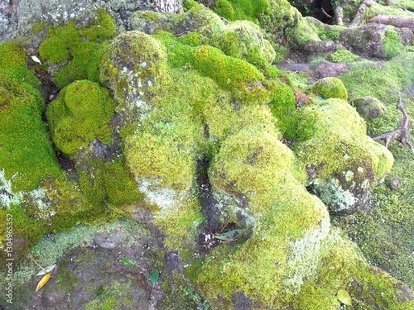 Obraz moss tree