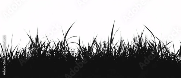 Obraz Tall grass silhouette against white background  
