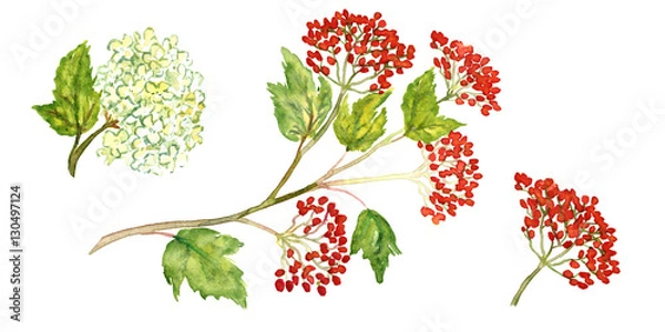 Obraz Sprig of viburnum with berries and blossoms, isolated set hand painted watercolor illustration 