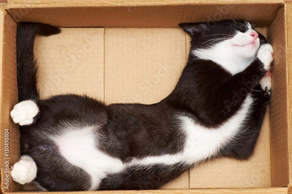 Obraz Funny cat fills the volume of the box. The tip of the tail at 90 degrees.