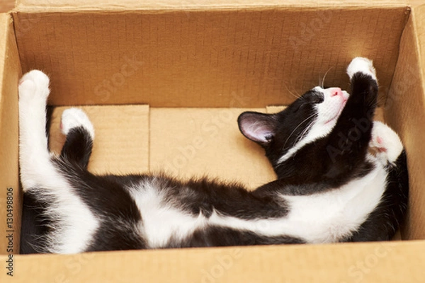 Obraz Nega funny cat in the box.