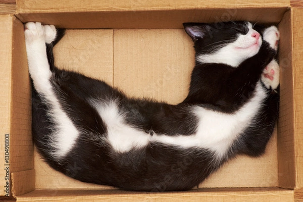 Obraz Funny cat sleeping in a box.