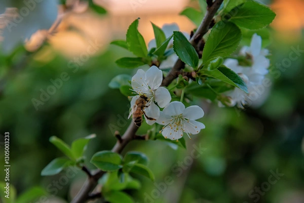 Obraz branch of a tree