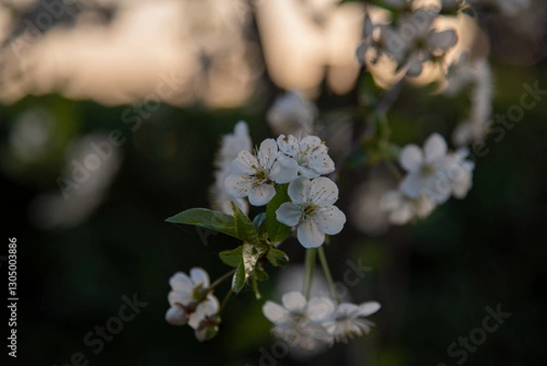 Obraz flower in the garden