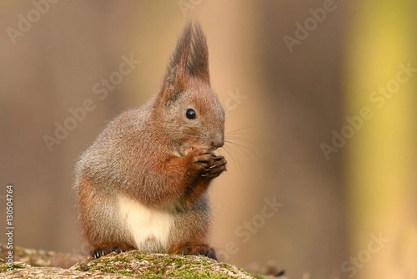 Obraz Red Squirrel (Sciurus vulgaris)