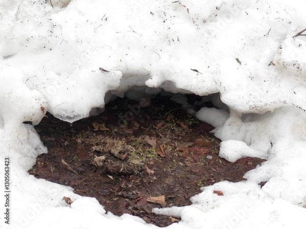 Obraz Snowy scenery ground