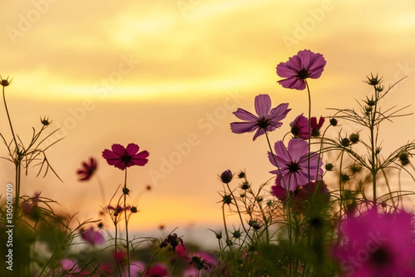 Obraz Pink cosmos in twilight time
