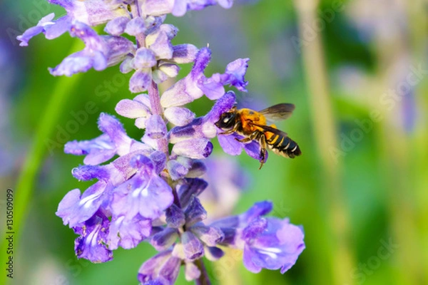 Obraz Bee with purple salvia