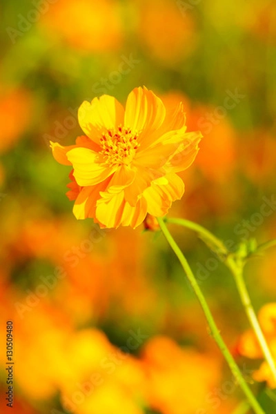 Obraz Orange cosmos flower close up