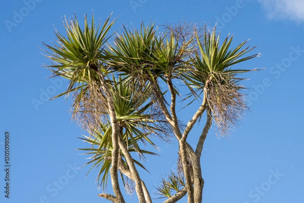 Fototapeta Cabbage palm tree against a blue sky