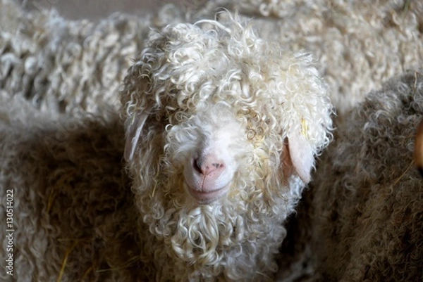 Obraz CHEVRE ANGORA