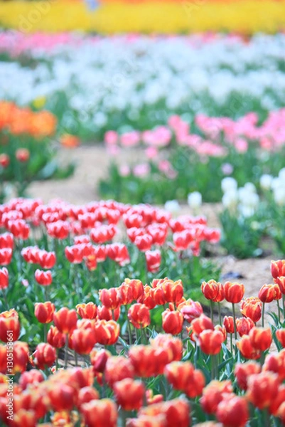 Fototapeta a view of a tulip-flowered garden
