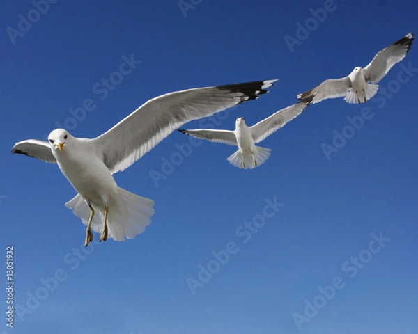 Fototapeta Sea Gulls Scouting