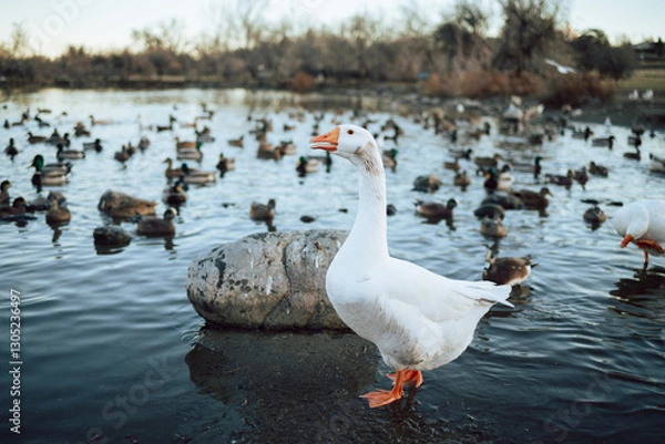 Fototapeta Closeup  White and brown ducks searching food and diving underwater to catch fish