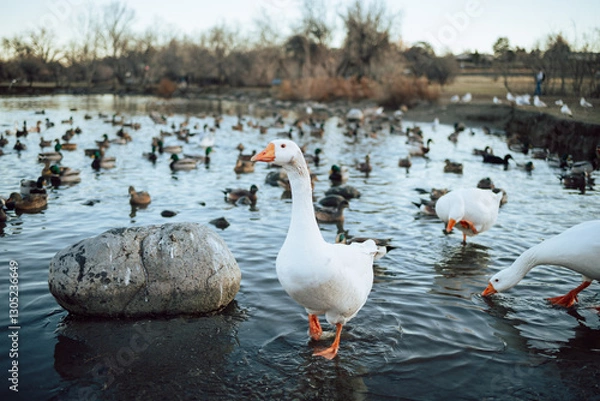 Fototapeta Closeup  White and brown ducks searching food and diving underwater to catch fish