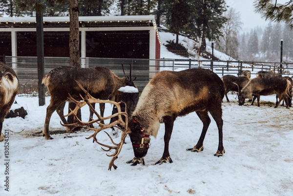 Fototapeta Reindeers Standing in a Snowy Enclosure with Other Deer in the Background