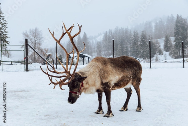 Fototapeta Reindeers Standing in a Snowy Enclosure with Other Deer in the Background