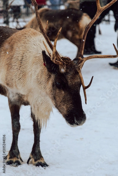 Fototapeta Reindeers Standing in a Snowy Enclosure with Other Deer in the Background