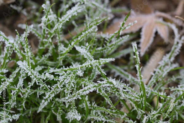 Fototapeta 霜がついた草
