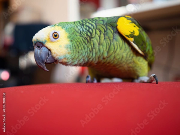 Fototapeta Turquoise-fronted amazon parrot (Amazona aestiva) enjoys free movement around the apartment. Cute green friendly pet bird on red couch. Close-up.