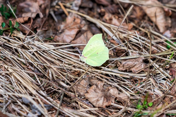 Fototapeta Zitronenfalter im März