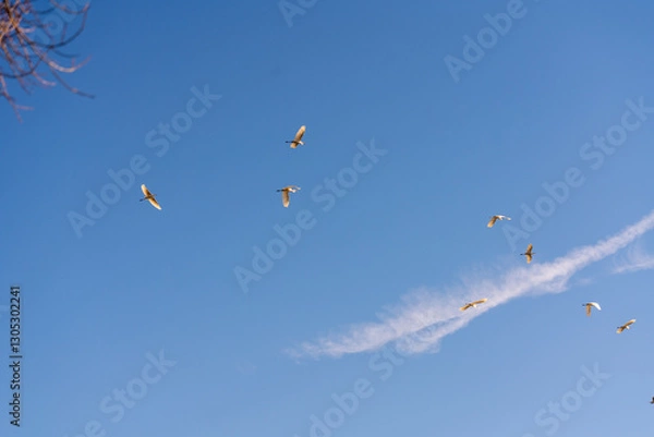 Fototapeta Silberreiher im Flug