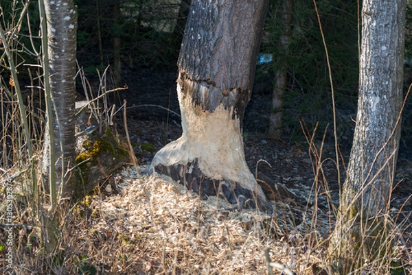 Obraz Von Biber angenagter Baum
