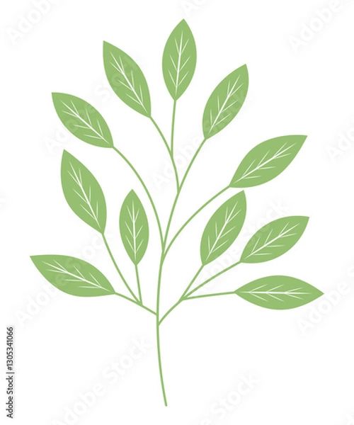 Fototapeta A branch with green leaves on a stem from a summer tree. Vector illustration.