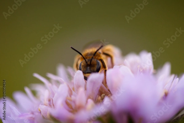 Obraz Biene auf einer Blüte