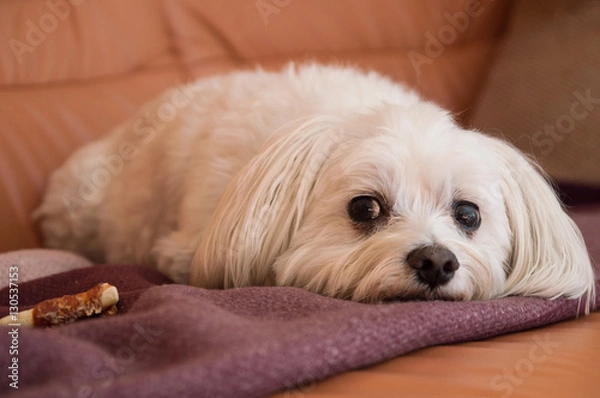 Obraz Bichon Havanese boy lying on the couch