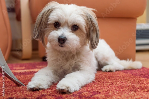 Obraz Bichon Havanese posing on the carpet
