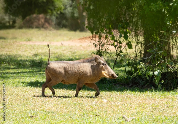 Fototapeta Common warthog, Phacochoerus africanus, running across the savannah of Uganda, Africa.