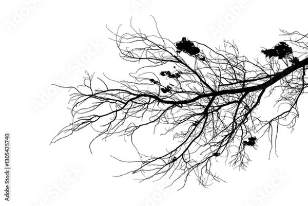 Fototapeta Black and white image of a natural large branch of an old oak tree on a transparent background