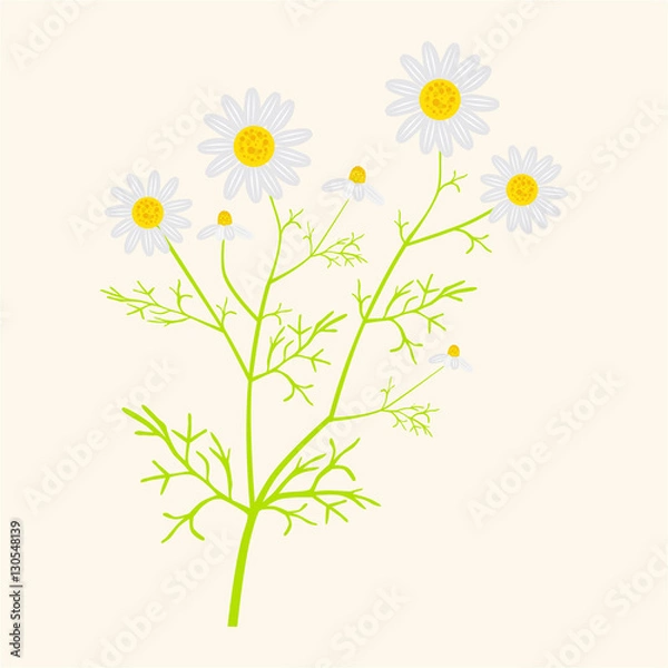 Obraz Matricaria chamomilla - vector illustration in flat style 
