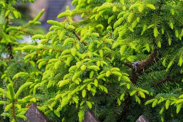 Fototapeta Spruce branches with bright green needles