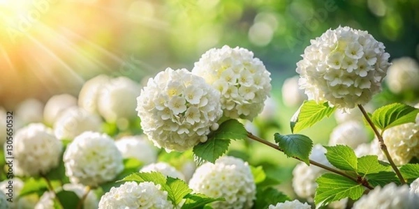 Fototapeta Spring Garden Viburnum Snowball Flowers, Guelder Rose Boule de Neige, White Blooms, High Depth of Field