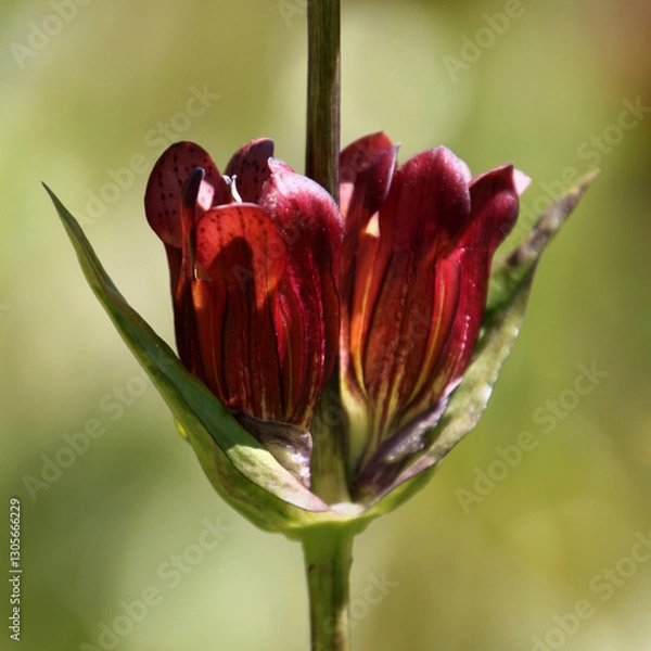 Fototapeta Purple gentian ( gentiana purpurea ) with opening blossoms in summer, Austrian Alps